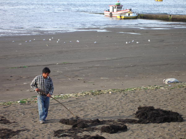 Harvesting the seaweed