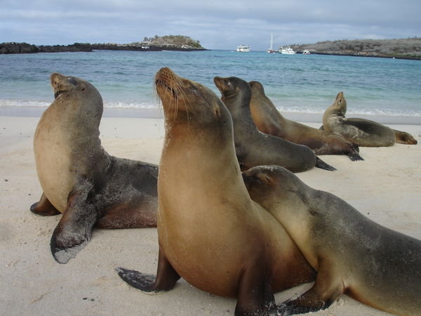Sea Lion yoga