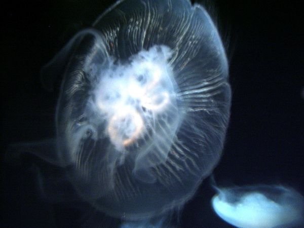 one of the Jelly Fish Exhibits