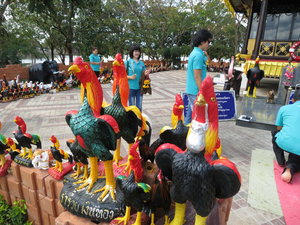 roosters