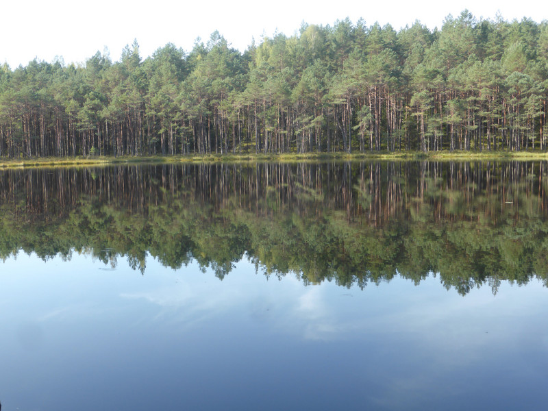 Pine forest reflection in lake