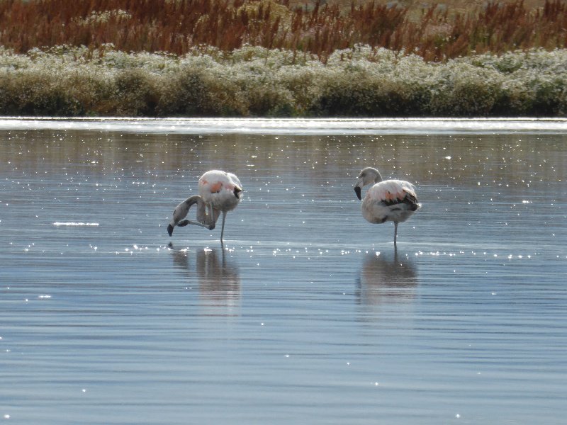 Chilian Flamingo's