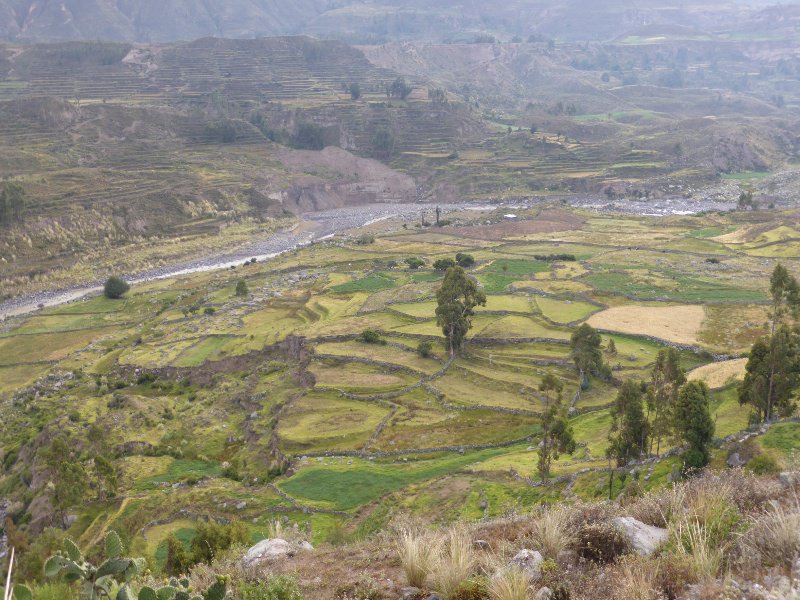 Colca Canyon terraces | Photo