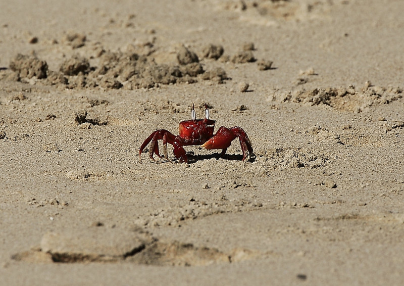 Big red sand crab
