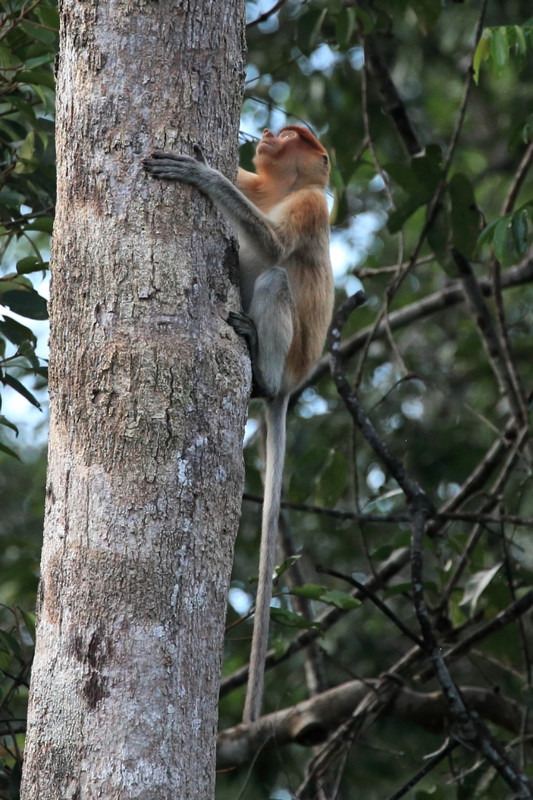 Female proboscis monkey