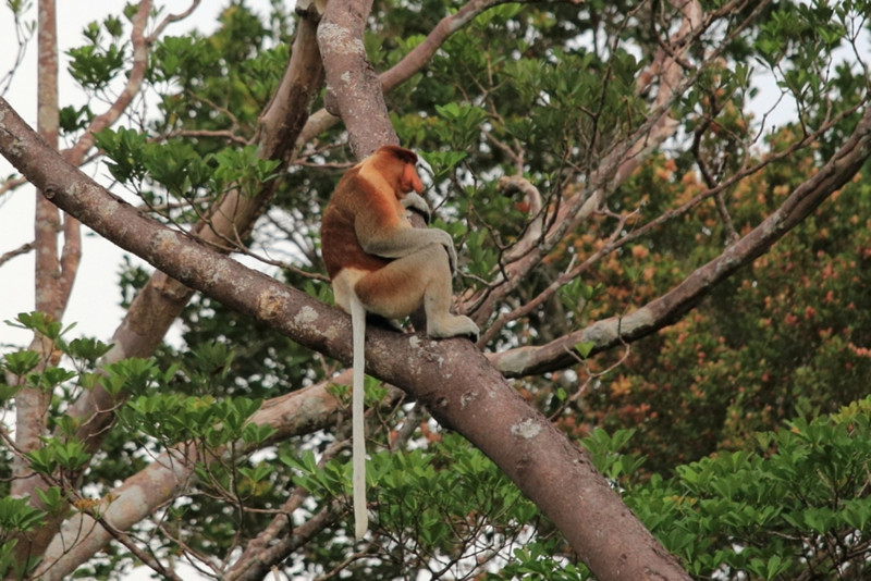 Male proboscis monkey - what a nose!