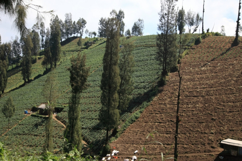 Intensive hillside agriculture