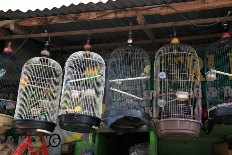 Malang bird market
