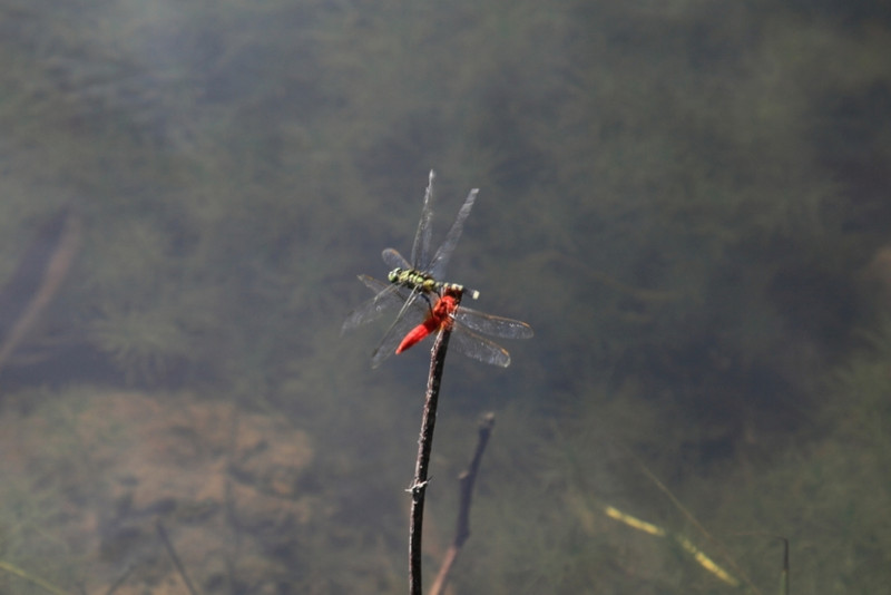 Dragonflies fighting for the perch