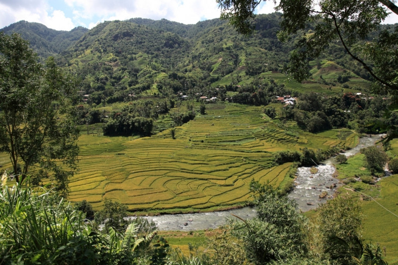 Sulawesi rice fields