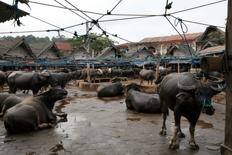 Rantepao buffalo market