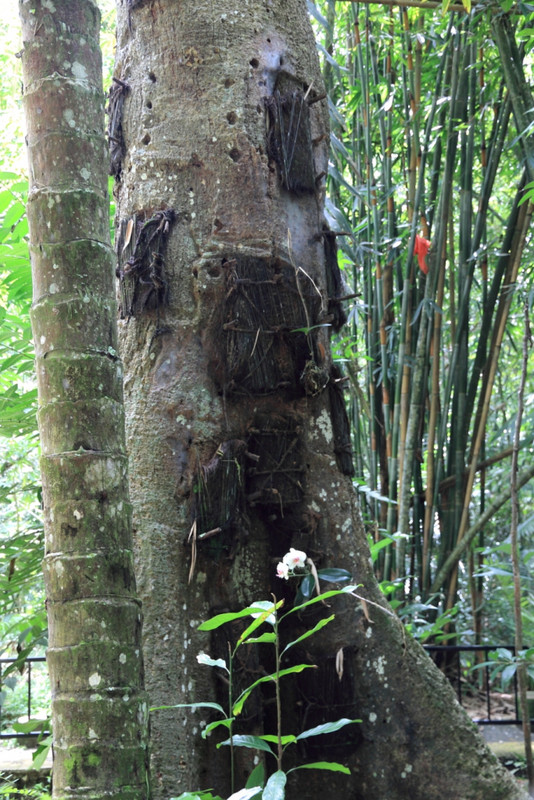 Toraja baby graves in tree