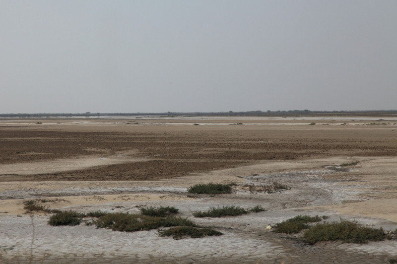 Salt poisoned landscape near Bhavnagar