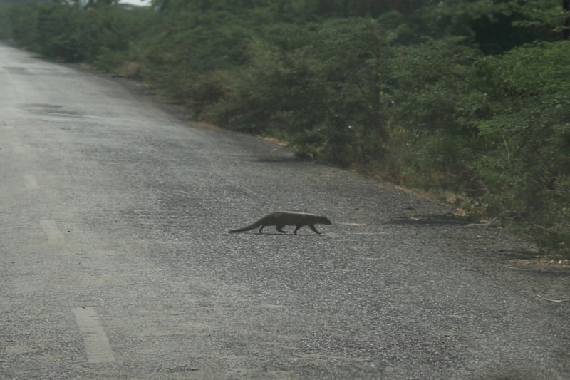 Mongoose crossing the road