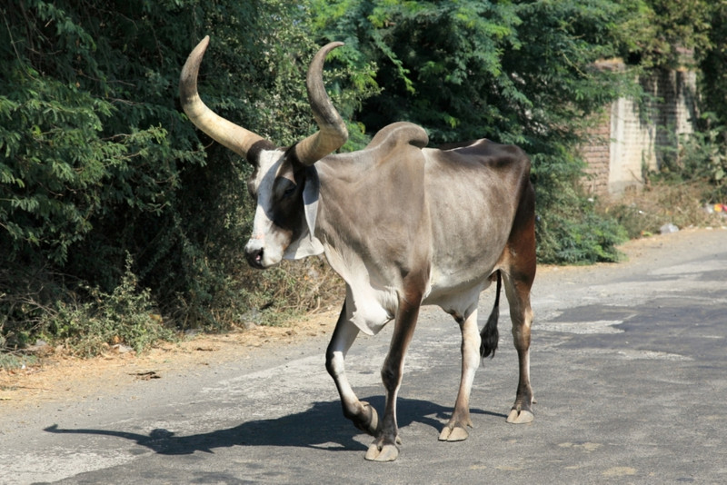 Bull with a fine pair of horns