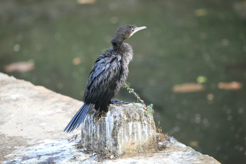 Baby cormorant