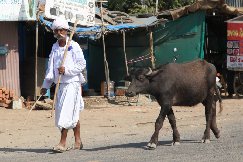 Gujarat cow herder