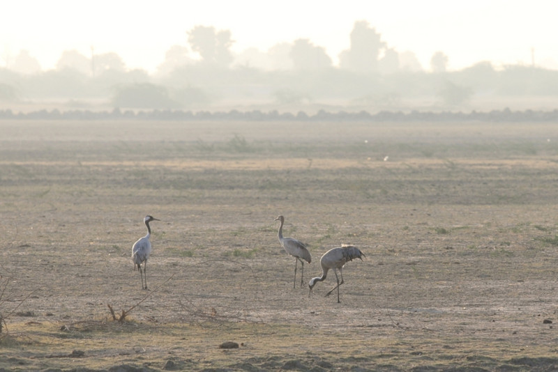 Early morning cranes