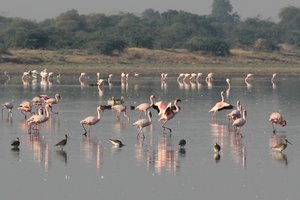 Flamingos feeding, Little Rann of Kutch