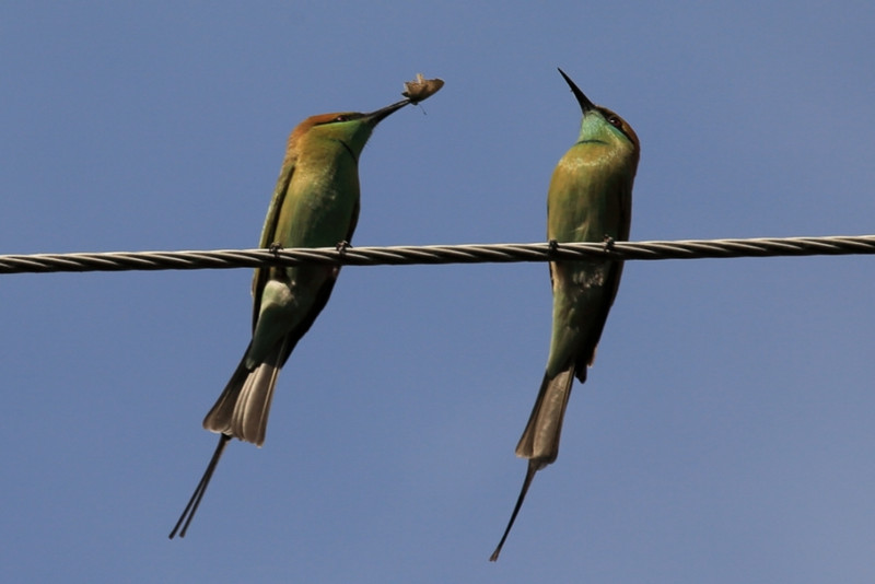 Beeeater presenting moth to mate