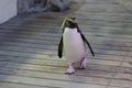 African penguin on the move