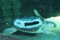 Turtle with ballast