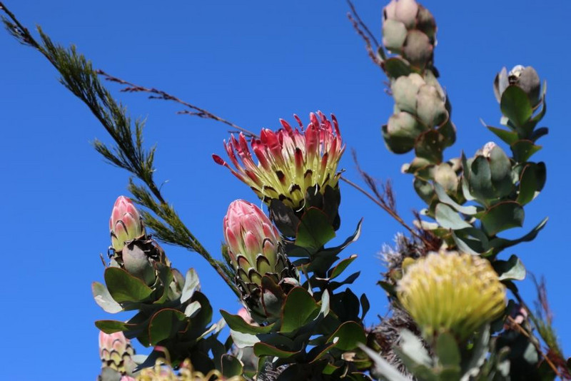 Another protea