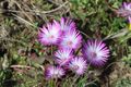 Purple fynbos flowers