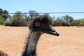Beady eyed emu