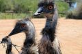 Emus waiting to be fed