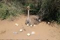 Female ostrich with eggs