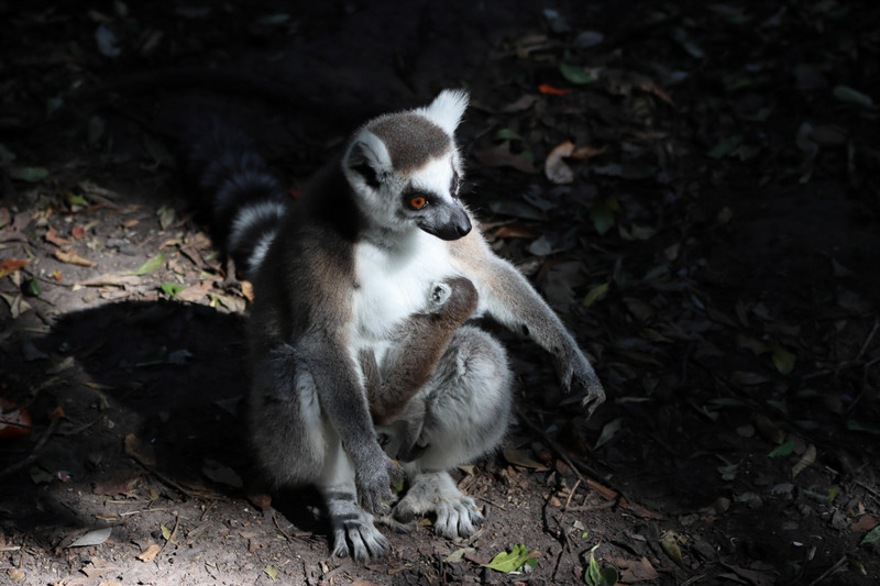 Ring tailed lemur with new baby