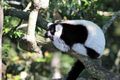 Black and white lemur