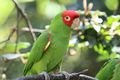 Red masked conure