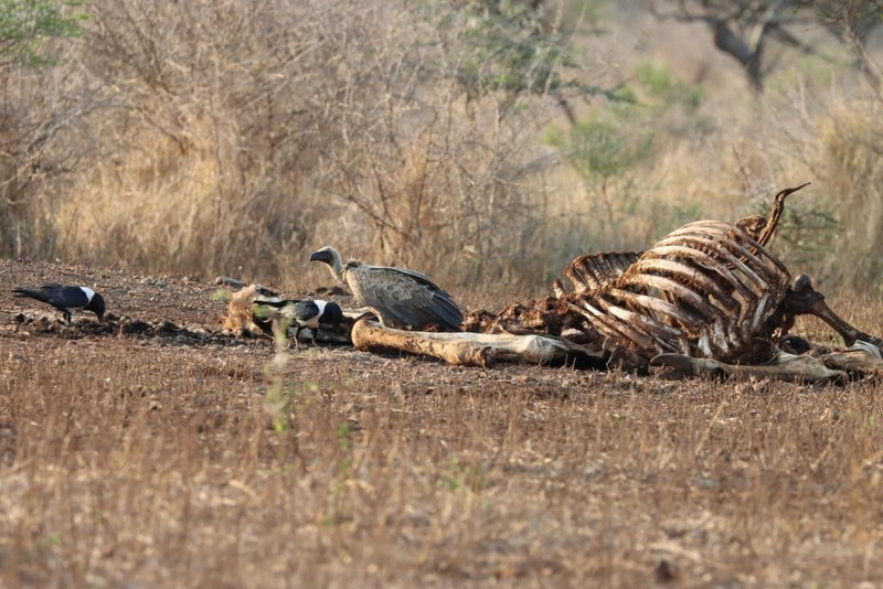 Vulture and crows on giraffe carcass