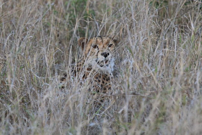 Cheetah hiding in the grass
