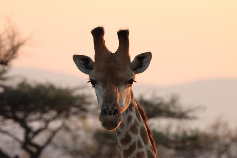 Early morning giraffe