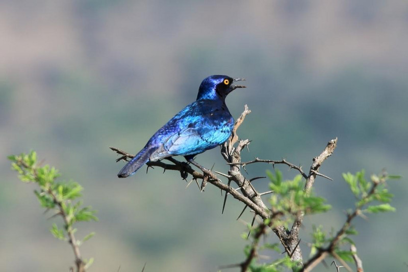 Greater blue eared starling