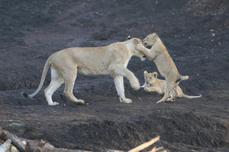 Lion cubs at play with mum