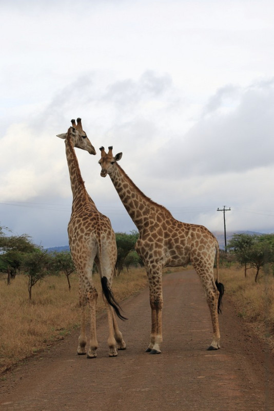 Chatting giraffes