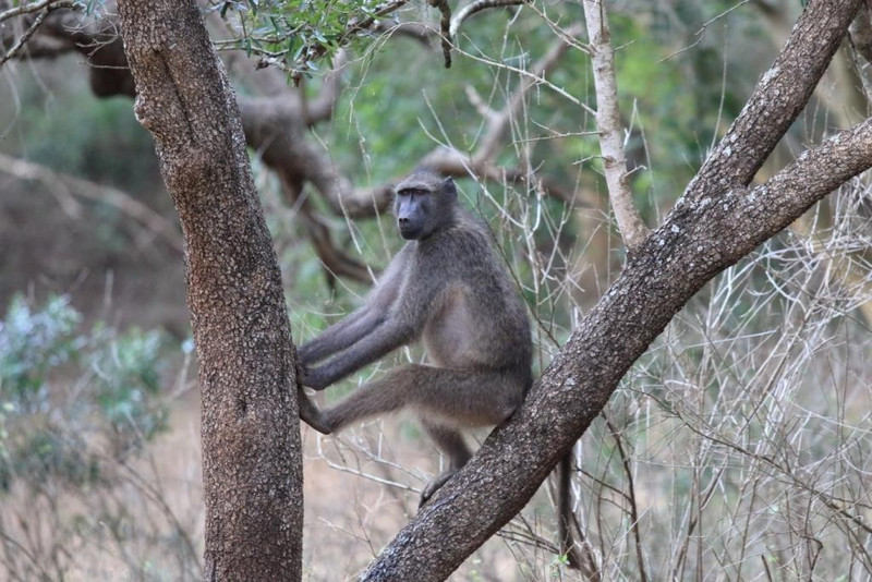 Posing baboon