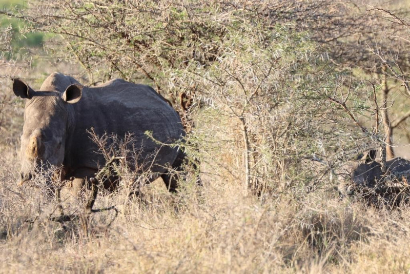 Elusive black rhino