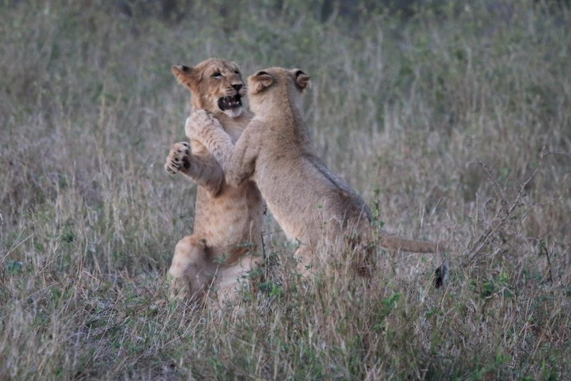 Lion cubs playing