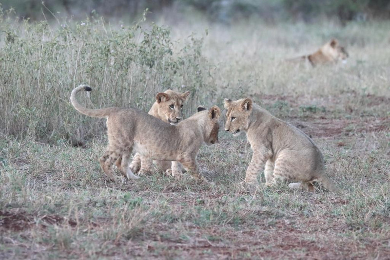 Three lion cubs