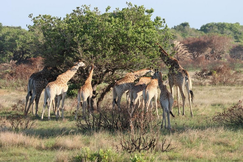 Giraffes grazing