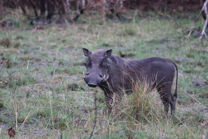 Warthogs don't win beauty contests