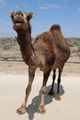 Friendly camel