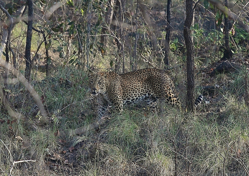Leopard in Satpura