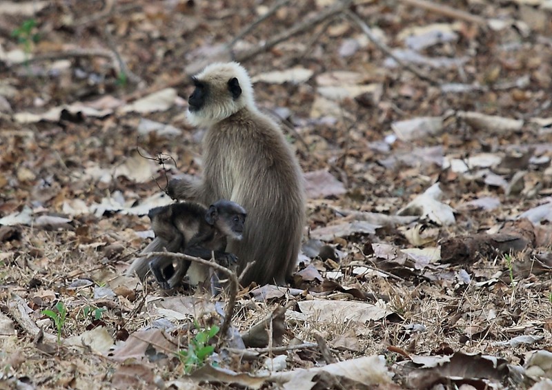 Mother and baby langur, 2 weeks old or so