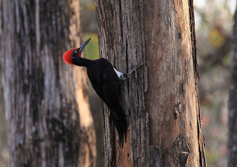 Woodpecker busy demolishing tree